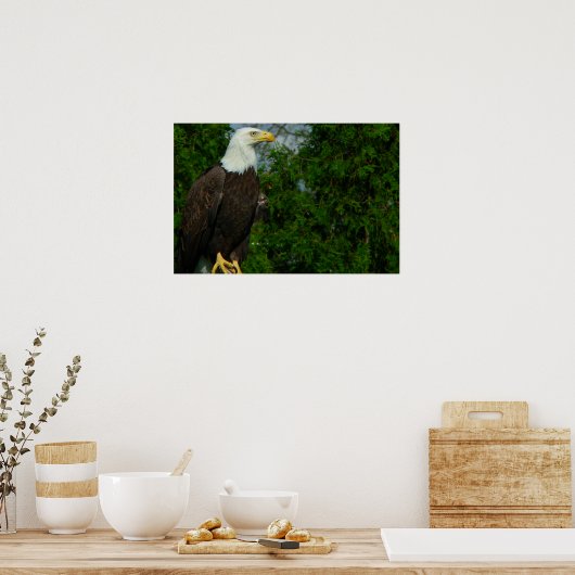 Regal American Bald Eagle Poster (Küche)