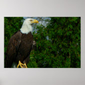 Regal American Bald Eagle Poster (Vorne)