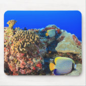 Regal Angelfish Pygoplites diacanthus), Mousepad (Vorne)