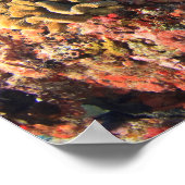 Regal Angelfish Pygoplites diacanthus), Poster (Ecke)