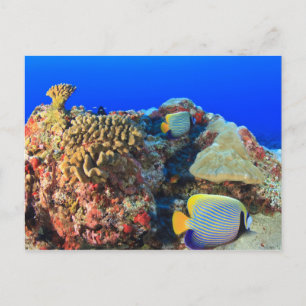 Regal Angelfish Pygoplites diacanthus), Postkarte