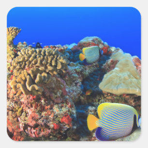 Regal Angelfish Pygoplites diacanthus), Quadratischer Aufkleber