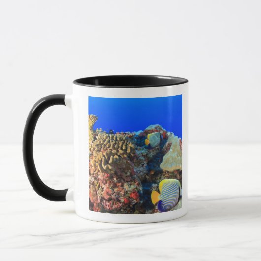 Regal Angelfish Pygoplites diacanthus), Tasse (Links)