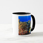 Regal Angelfish Pygoplites diacanthus), Tasse (VorderseiteRechts)