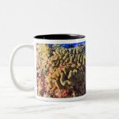 Regal Angelfish Pygoplites diacanthus), Zweifarbige Tasse (Links)