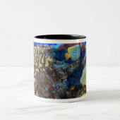 Regal Angelfish Pygoplites diacanthus), Zweifarbige Tasse (Mittel)