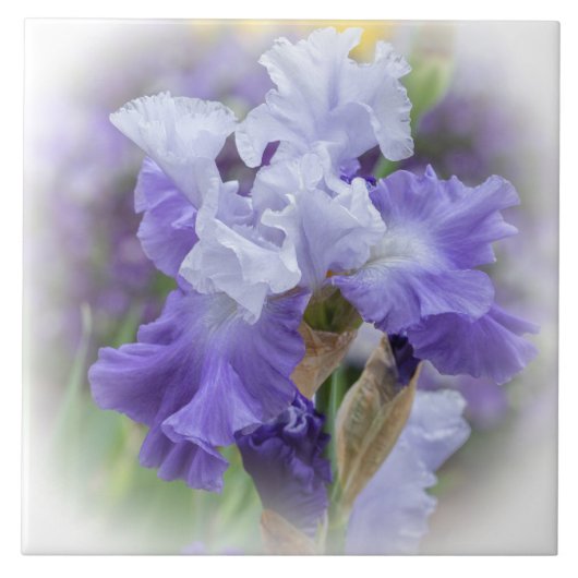 Regal Bearded Iris - Lila & weiß Fliese (Vorderseite)