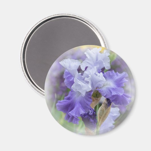Regal Bearded Iris - Lila & weiß Magnet (Vorderseite/Rückseite)