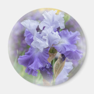 Regal Bearded Iris - Lila & weiß Magnet