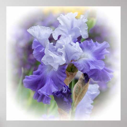 Regal Bearded Iris - Lila & weiß Poster (Vorne)