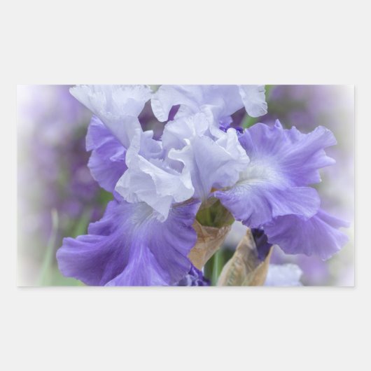 Regal Bearded Iris - Lila & weiß Rechteckiger Aufkleber (Vorderseite)