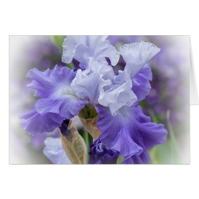 Regal Bearded Iris - Purple & White Blank Card (Vorderseite (Horizontal))