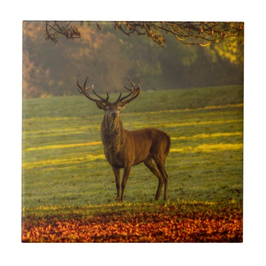 Regal Buck Nature Inspirations Fliese (Vorderseite)