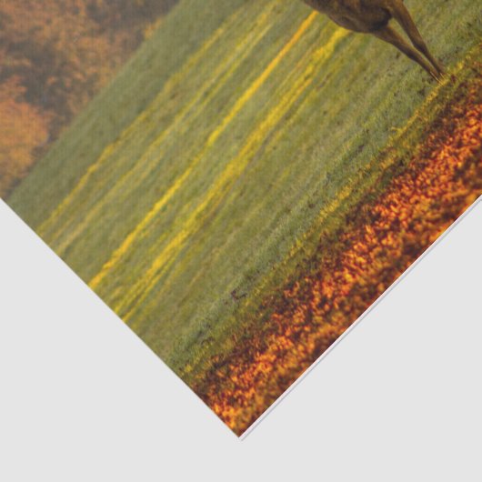 Regal Buck Nature Inspirations Seidenpapier (Ausschnitt)