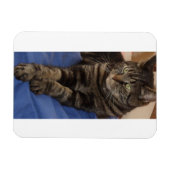 Regal Dave 3"x4" Foto Magnet (Horizontal)