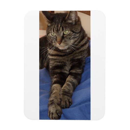 Regal Dave 3"x4" Foto Magnet (Vertikal)