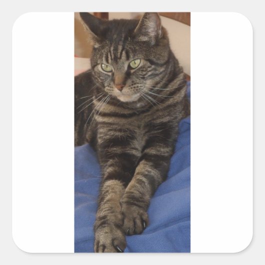 Regal Dave Glossy Square Stickers (Vorderseite)
