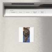 Regal Dave Square Magnet (In Situ (Geschirrspüler))