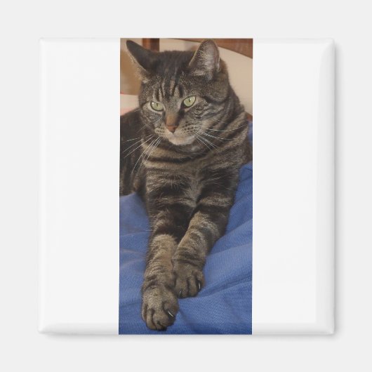 Regal Dave Square Magnet (Vorne)