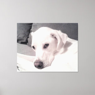 Regal Elegant White Puppy Dog Gray Canvas Print Leinwanddruck