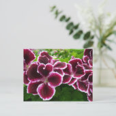 Regal Geranium Flowers Elegant Maroon Floral Lugga Postkarte (Stehend Vorderseite)