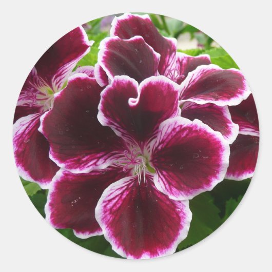 Regal Geranium Flowers Elegant Maroon Floral Lugga Runder Aufkleber (Vorderseite)