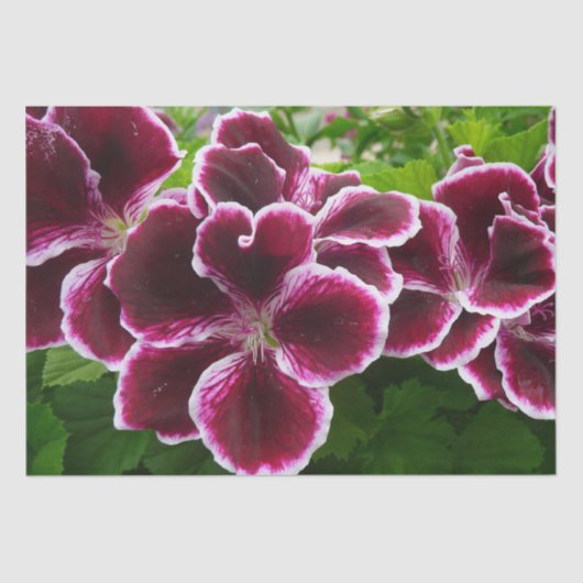 Regal Geranium Flowers Elegant Maroon Floral Lugga Seidenpapier (Vorderseite)
