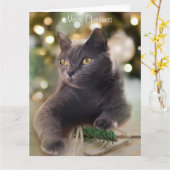 Regal Gray Cat mit Weihnachtsbeleuchtung Urlaub Karte (Gelbe Blume)