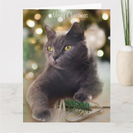 Regal Gray Cat mit Weihnachtsbeleuchtung Urlaub Karte