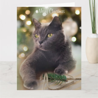 Regal Gray Cat mit Weihnachtsbeleuchtung Urlaub Karte