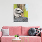 Regal Harpy Eagle Leinwanddruck (Insitu (Wohnzimmer))
