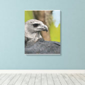 Regal Harpy Eagle Leinwanddruck (Insitu (Holzboden))