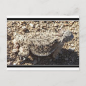 Regal Horned Lizard Postkarte (Vorderseite)