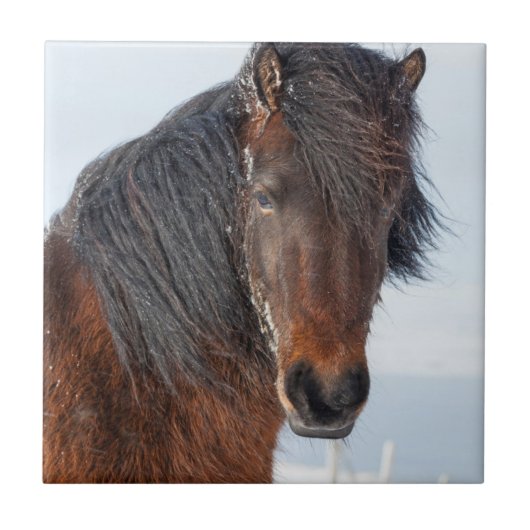 Regal Icelandic Horse Headshot Fliese (Vorderseite)