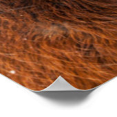 Regal Icelandic Horse Headshot Poster (Ecke)