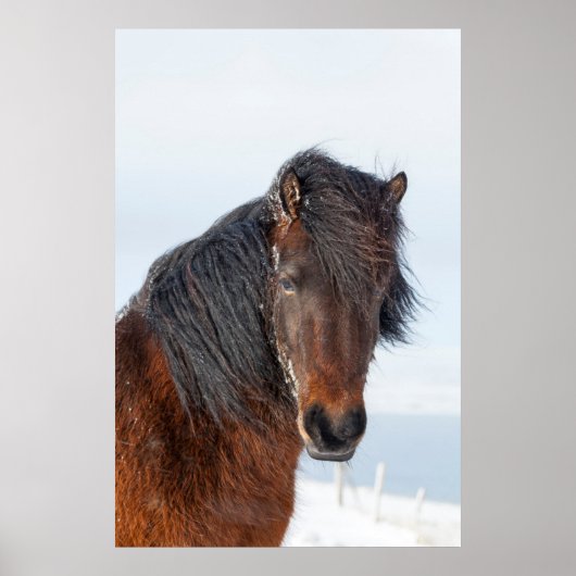Regal Icelandic Horse Headshot Poster (Vorne)