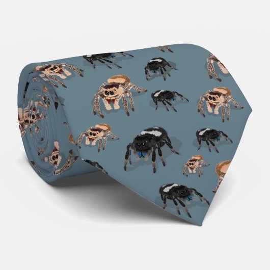 Regal Jumping Spider Phiddipus Regius Slate Krawatte (Gerollt)