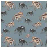 Regal Jumping Spider Phiddipus Regius Stoff (Nahaufnahme)