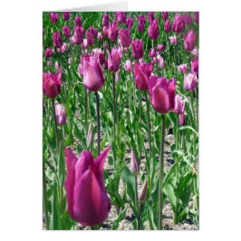Regal Lila Tulips