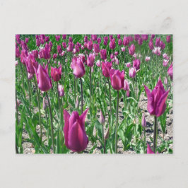 Regal Lila Tulips Postkarte
