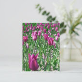 Regal Lila Tulips Postkarte (Stehend Vorderseite)