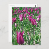 Regal Lila Tulips Postkarte (Vorne/Hinten)