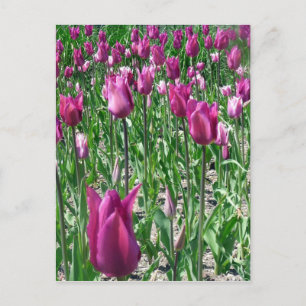 Regal Lila Tulips Postkarte