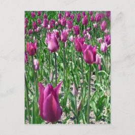 Regal Lila Tulips Postkarte