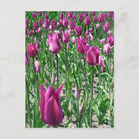 Regal Lila Tulips Postkarte (Vorderseite)