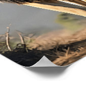 Regal Lion: König der Savanna Poster (Ecke)