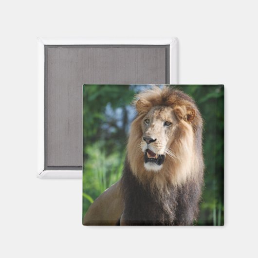 Regal Lion Magnet (Vorderseite/Rückseite)