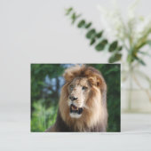 Regal Lion Postcard Postkarte (Stehend Vorderseite)