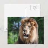 Regal Lion Postcard Postkarte (Vorne/Hinten)
