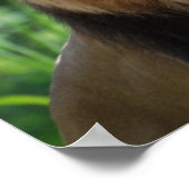 Regal Lion Poster (Ecke)